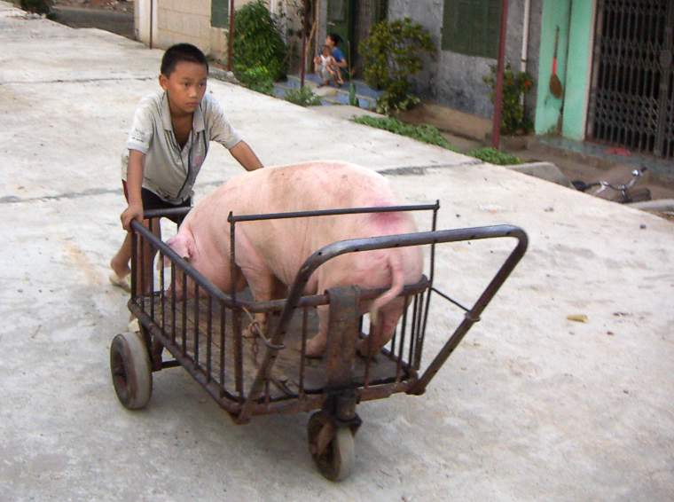 Schweinetransport