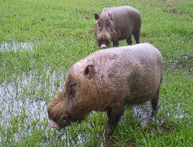 glückliche Wildschweine